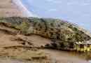 Nílusi krokodil